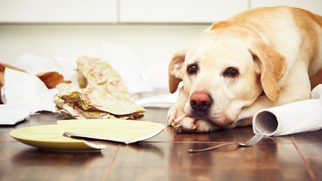 Returning to Work? | 8 Symptoms of Separation Anxiety in Dogs