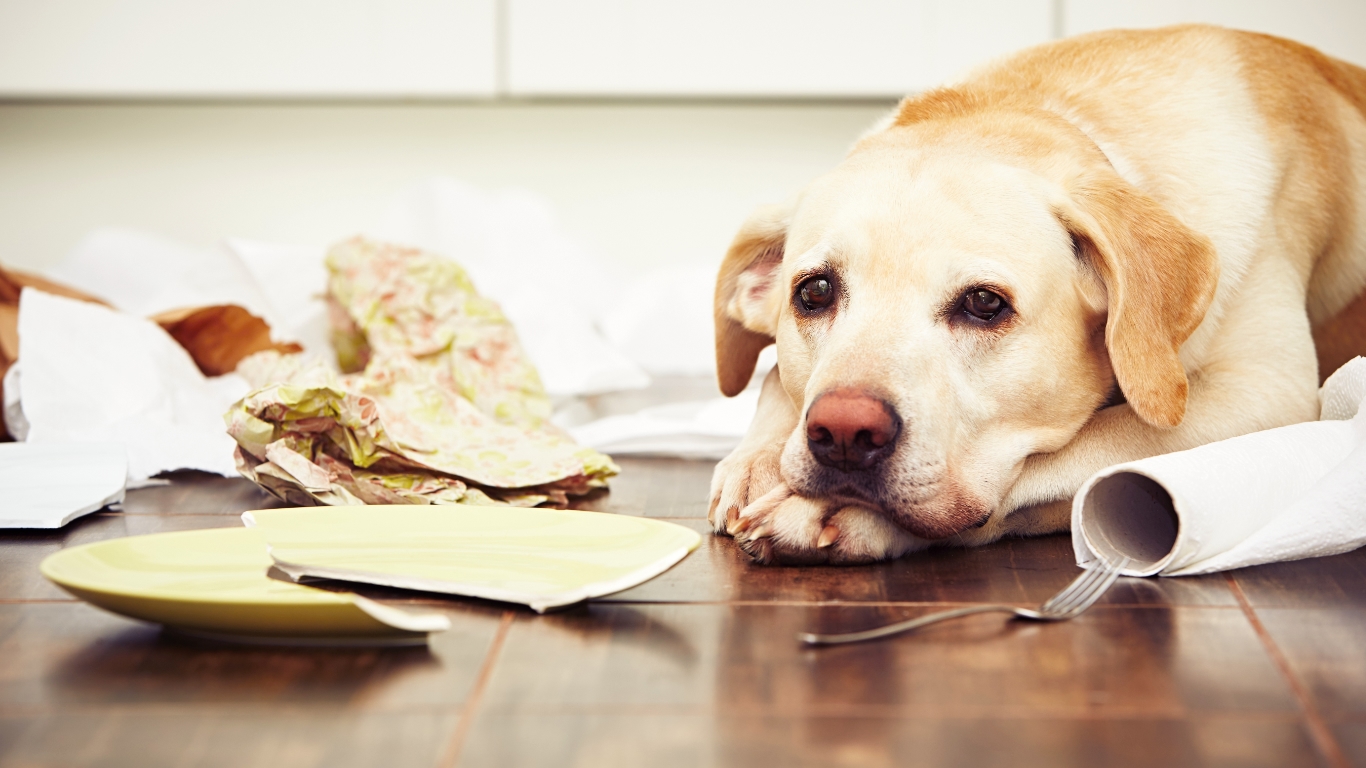 returning-to-work-8-symptoms-of-separation-anxiety-in-dogs-all