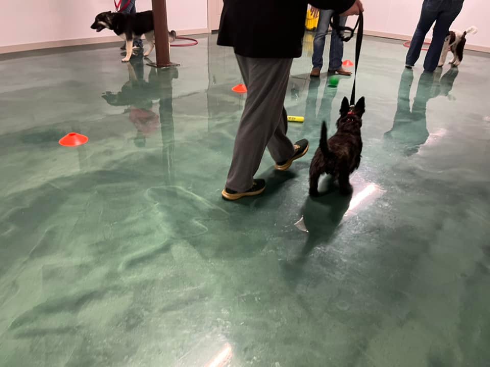 Dog Training Group Classes