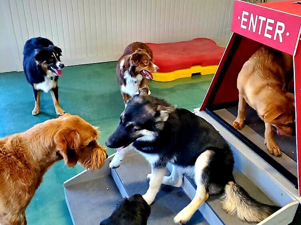 6 Benefits of Sending Your Furry Friend to Doggy Daycare