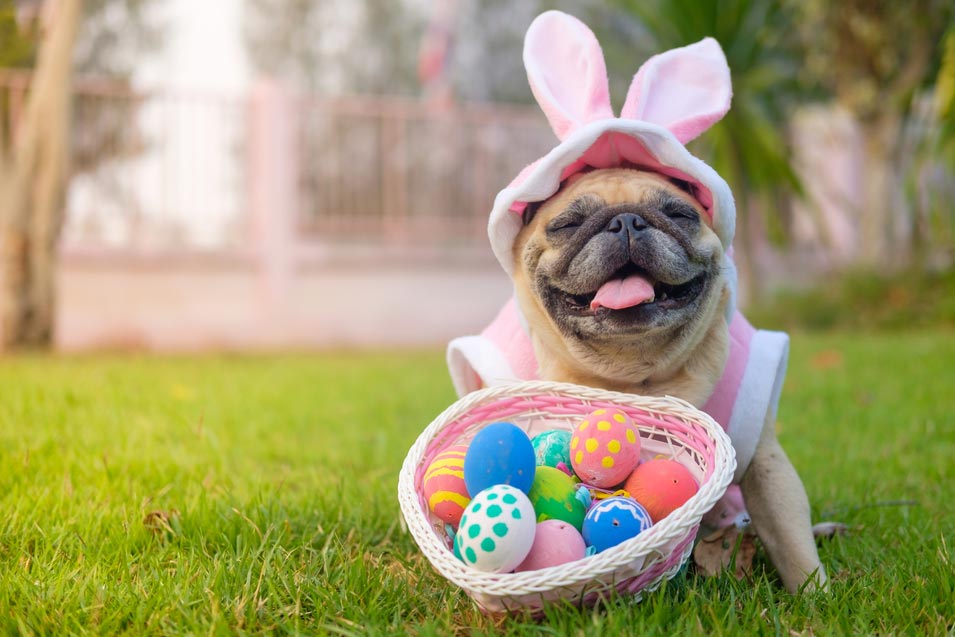Bring Your Pup for an Easter Egg Hunt on April 9th!