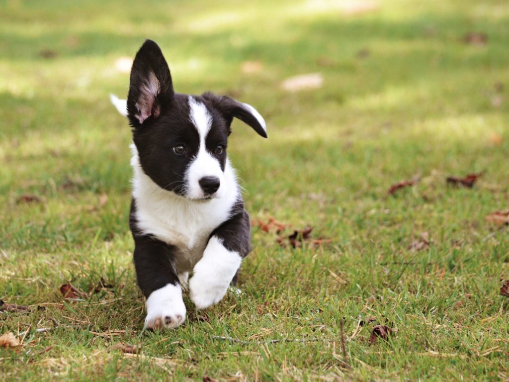 Raising a Puppy: Typical Expenses To Be Aware Of