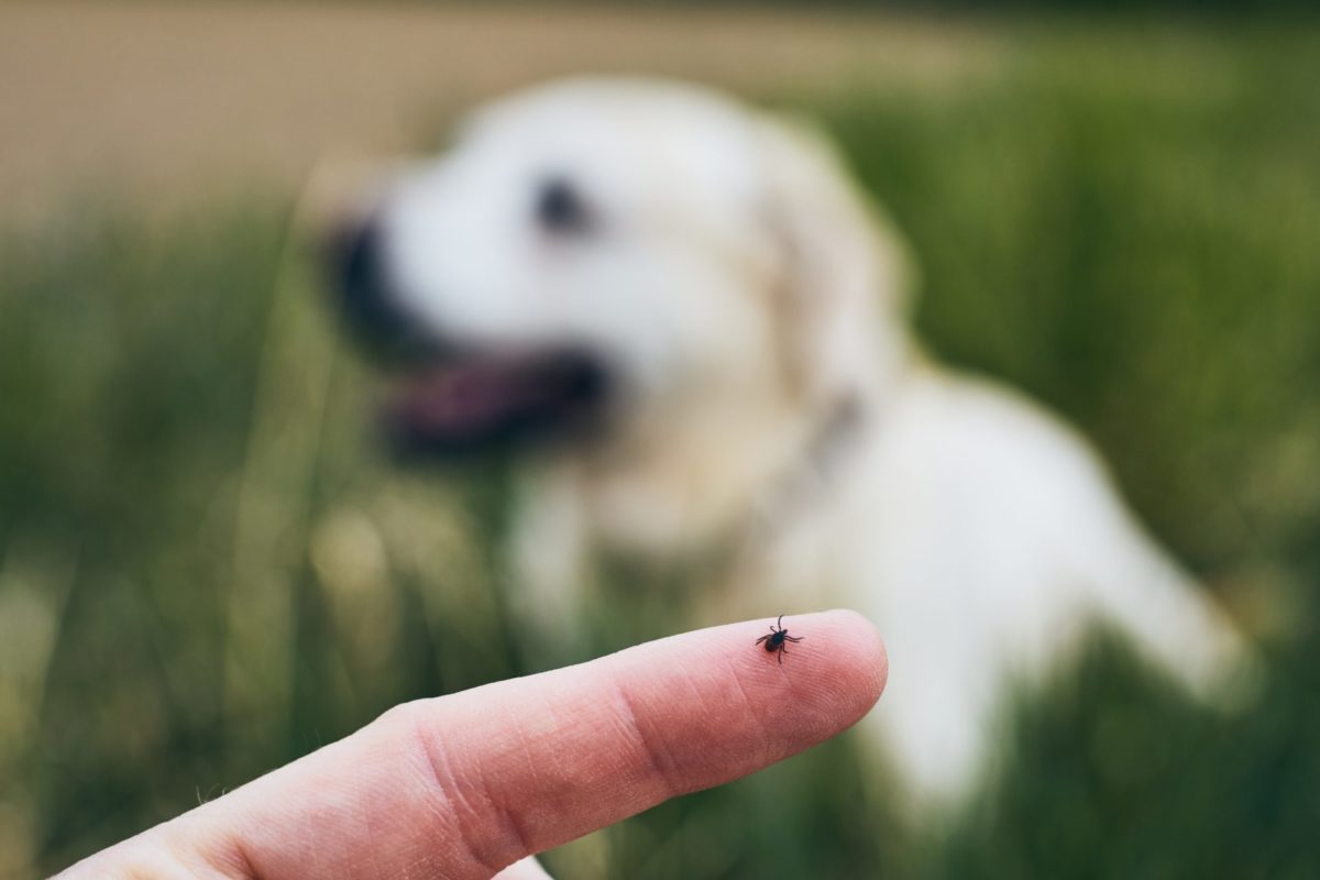 Tick on human finger against dogfeatured image