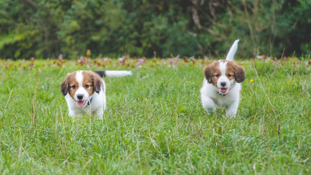 3 Ways Puppies Need Socialization