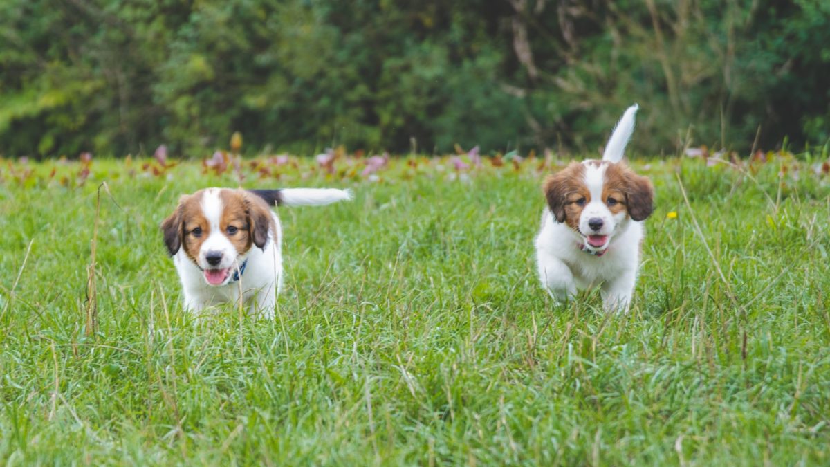 3-ways-puppies-need-socializationfeatured image