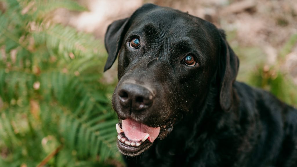 Why We Help Find Homes for Retiring Breeding Dogs