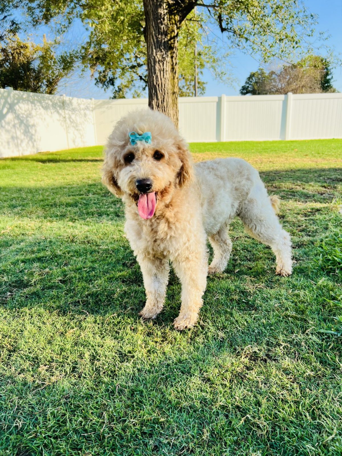 A Dog&rsquo;s Dream &ndash; All Dogs Dream