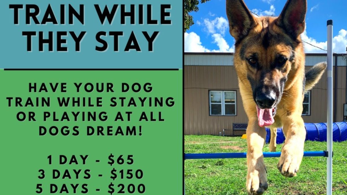 Train your dog while they stay at All Dogs Dreamfeatured image