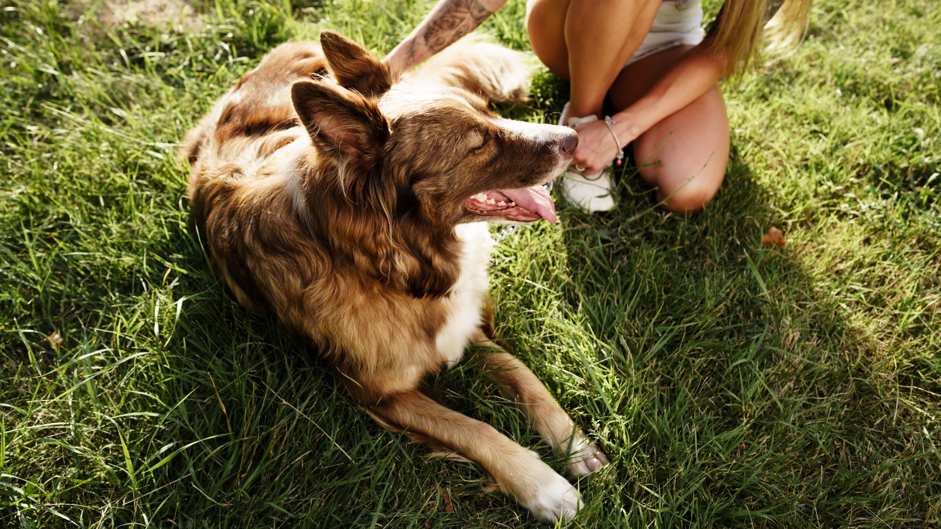 5 Ways to Help Your Newly Adopted Adult Dog Adjust to Its New Home