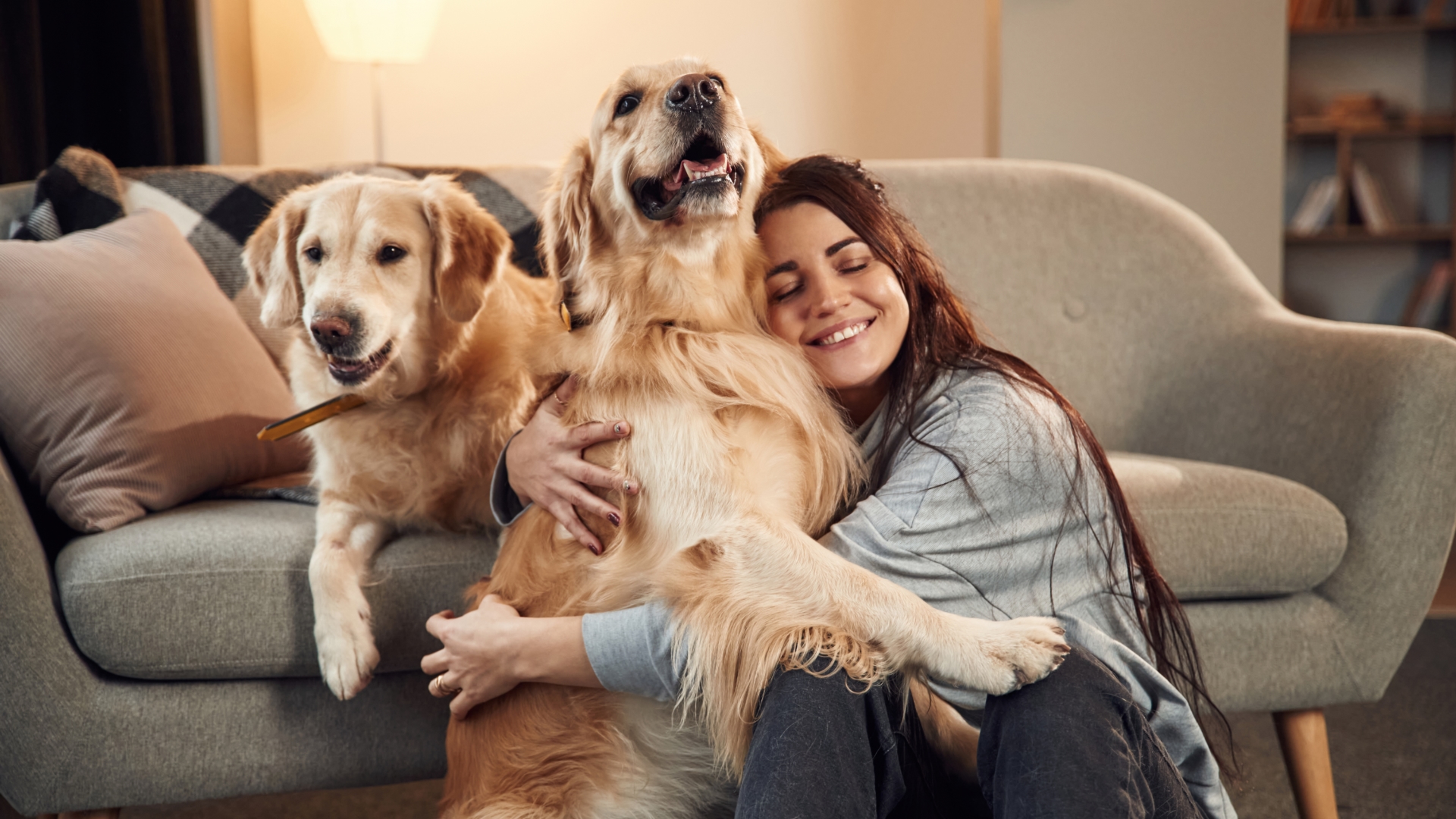 Bring Love Into Your Home By Adopting An Adult Dog – All Dogs Dream