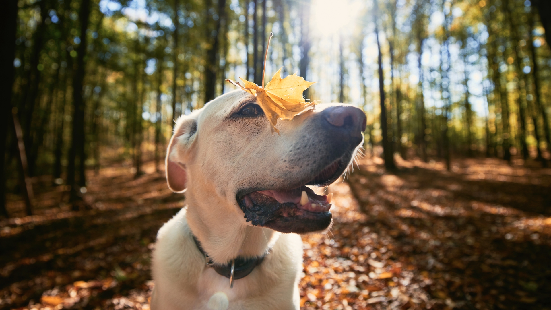 7 Tips to Help You Care for An Older Dog