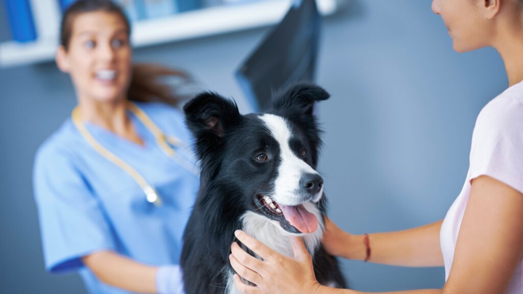 Heartworm testing for dogs