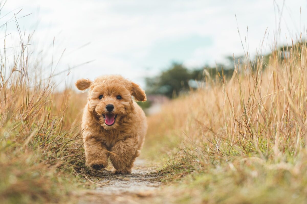 brown-puppy-poodle-running-and-chasing-on-the-bushes