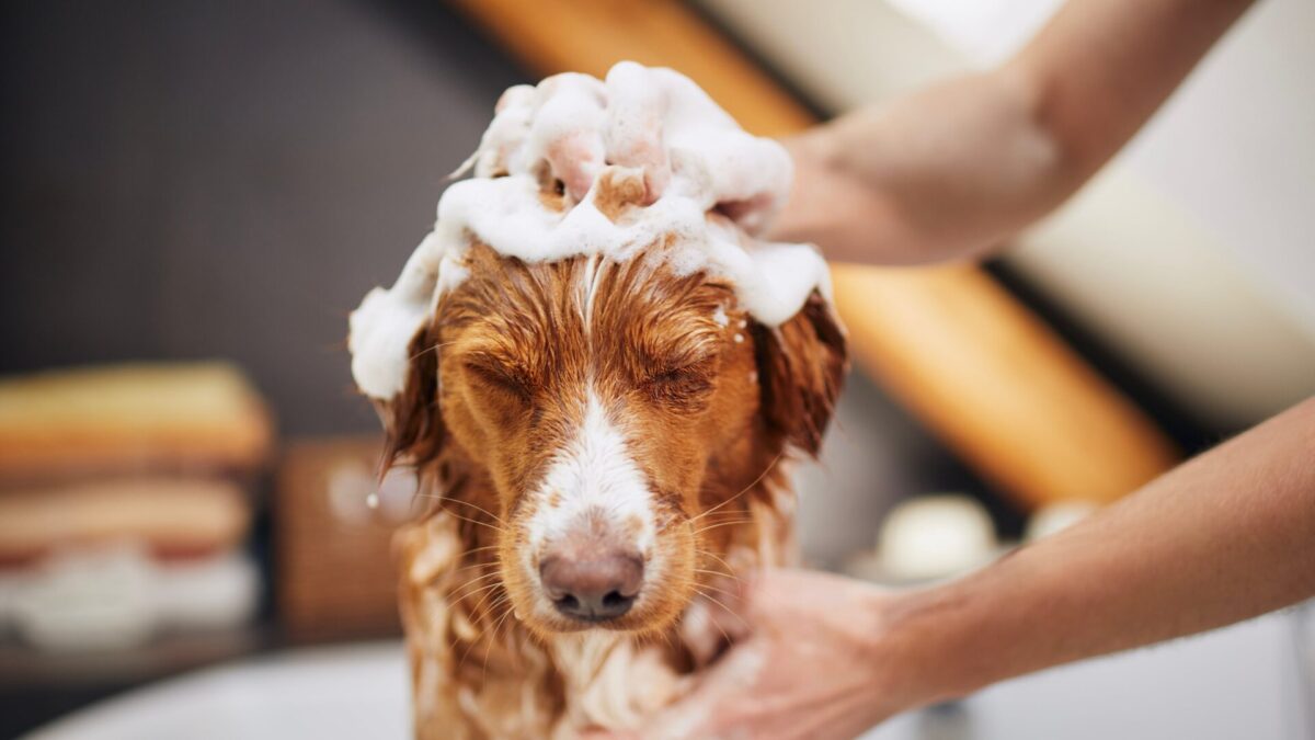 Dog Behavior 101 Why Do Dogs Get The Zoomies After A Bath? 1