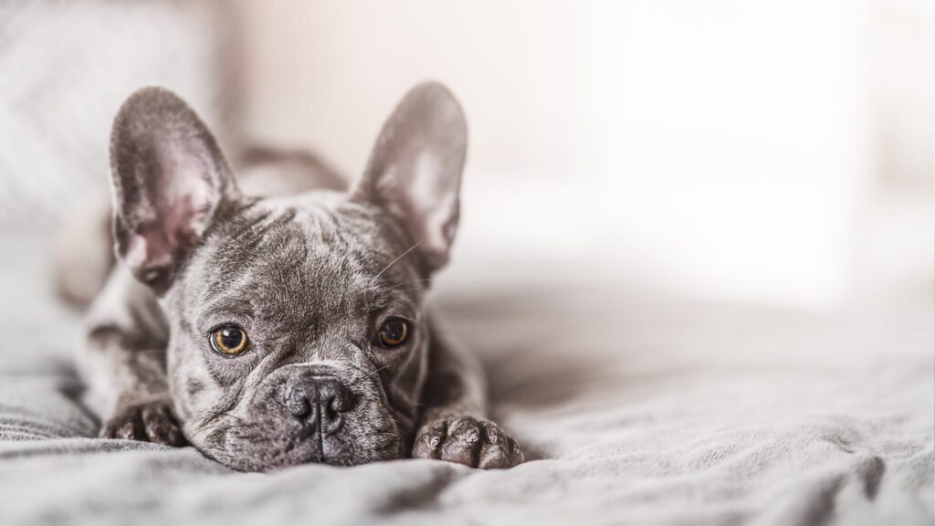 Dog Behavior 101 Why Do Dogs Scratch Their Beds?