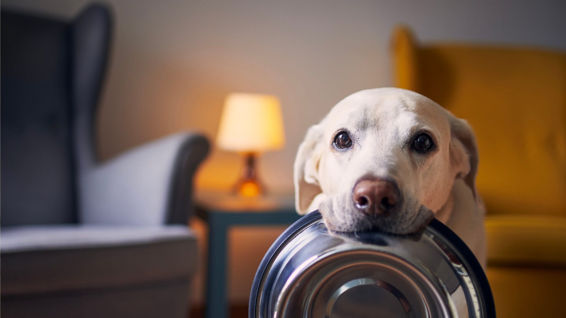 Dog Behavior 101: Why Is My Dog Always Hungry?